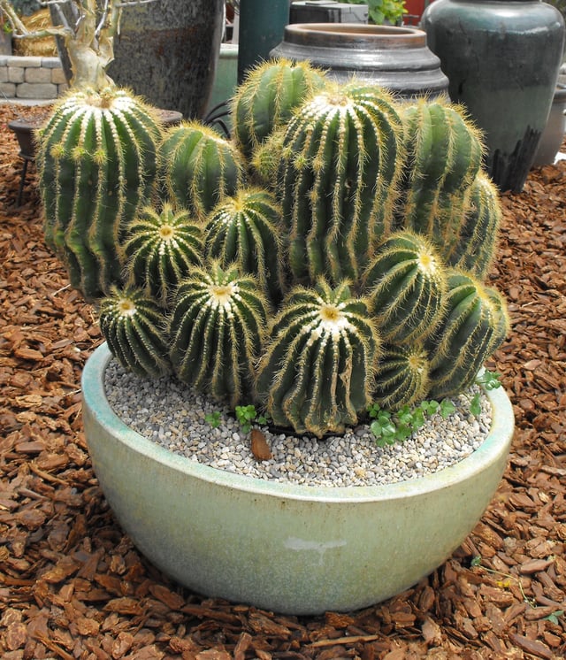 Cultivated Notocactus warasii at the San Diego County Fair, California