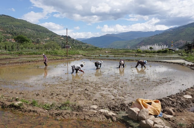 Rice planting near Paro