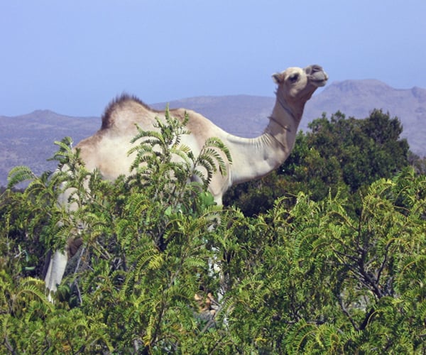 A camel in the northern mountains.