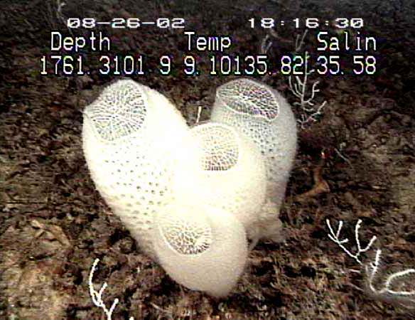 Euplectella aspergillum, a glass sponge known as "Venus' flower basket"