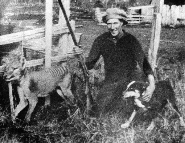 Wilf Batty with the last thylacine that was killed in the wild