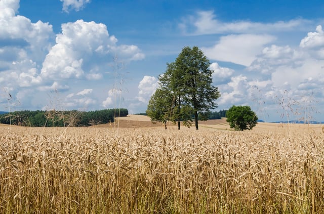 Wheat fields in Greater Poland