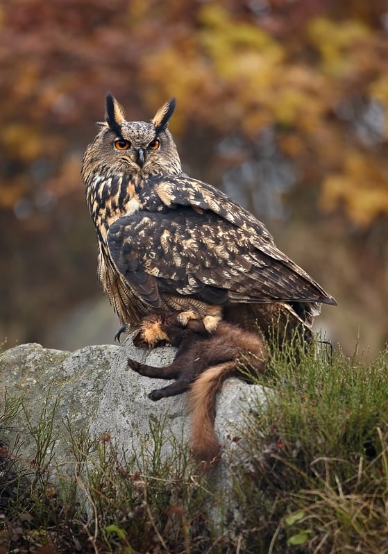 European eagle-owl, a protected predator
