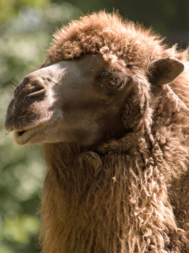 A camel's thick coat is one of its many adaptations that aid it in desert-like conditions.