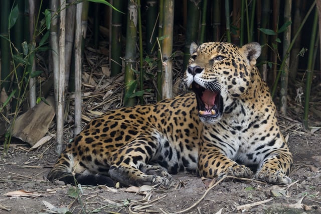 A jaguar at the Chapultepec Zoo. The zoo is known for its success in breeding programs of threatened species.