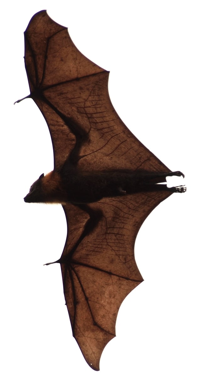 The wings are highly vascularized membranes, the larger blood vessels visible against the light.