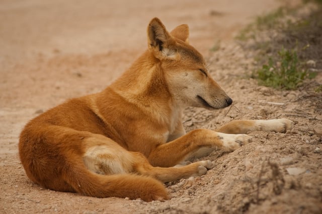 Dingo on the Nullarbor