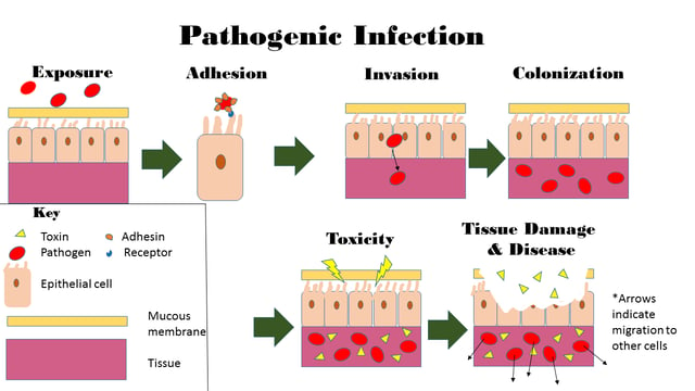 This image depicts the steps of pathogenic infection.