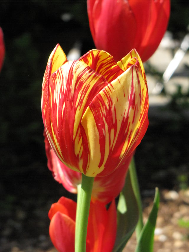 Variegation produced by the tulip breaking virus