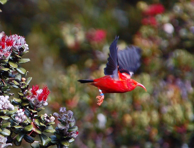 ʻIʻiwi in flight demonstrates its vivid colors
