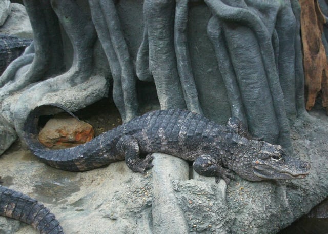 The critically endangered Chinese alligator is one of the smallest crocodilians, reaching a maximum length of about 2 m (7 ft)