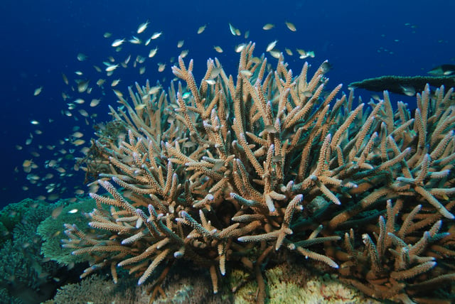 Staghorn coral (Acropora cervicornis) is an important hermatypic coral from the Caribbean