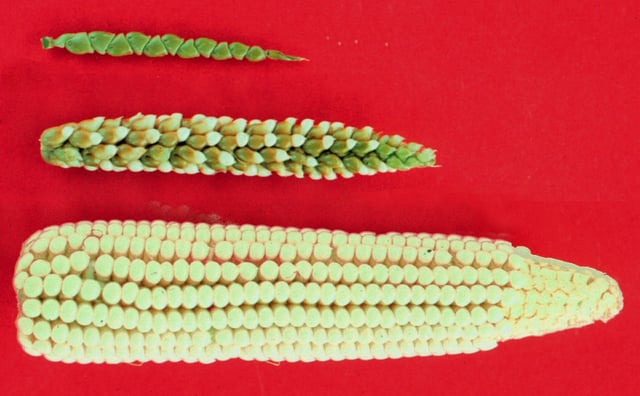 teosinte (top), maize-teosinte hybrid (middle), maize (bottom)