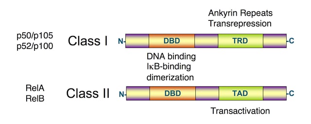 Schematic diagram of NF-κB protein structure. There are two structural classes of NF-κB proteins: class I (top) and class II (bottom). Both classes of proteins contain a N-terminal DNA-binding domain (DBD), which also serves as a dimerization interface to other NF-κB transcription factors and, in addition, binds to the inhibitory IκBα protein. The C-terminus of class I proteins contains a number of ankyrin repeats and has transrepression activity. In contrast, the C-terminus of class II proteins has a transactivation function.