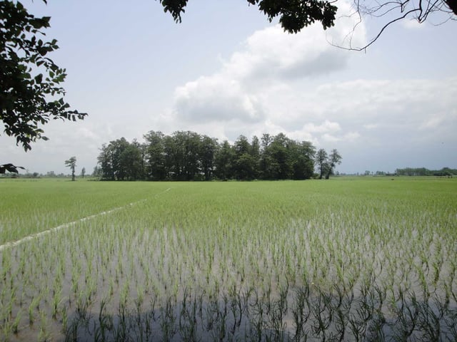 A typical rice paddy in the outskirts of Amol