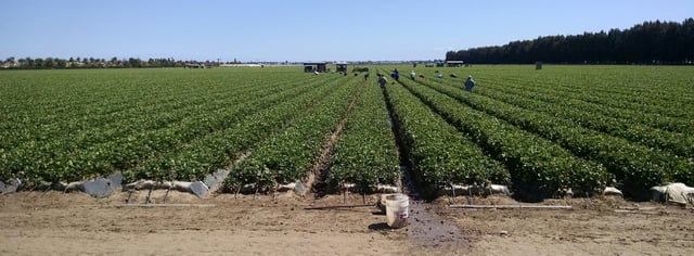 Strawberry field