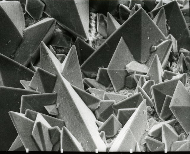 Scanning electron micrograph of the surface of a kidney stone showing tetragonal crystals of Weddellite (calcium oxalate dihydrate) emerging from the amorphous central part of the stone (the horizontal length of the picture represents 0.5 mm of the figured original)