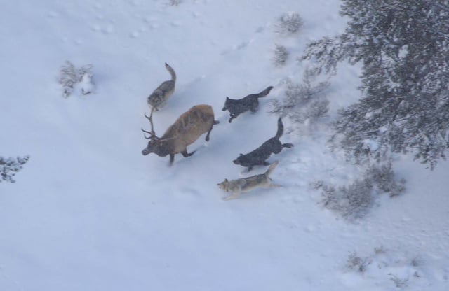 Single bull elk are vulnerable to predation by wolves