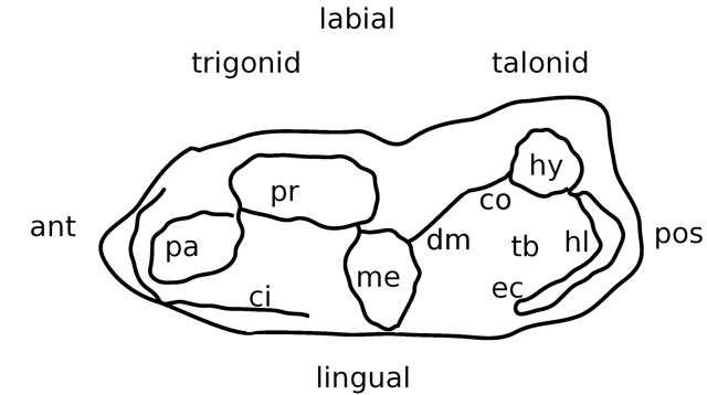 Generalized cusp of a mammalian molar: ant, anterior; pos, posterior; ci, lingual cingulum; pa, paraconid; pr, protoconid; me, metaconid; hy, hypoconid; hl, hypoconulid; ec, entocristid; tb, talonid basin
