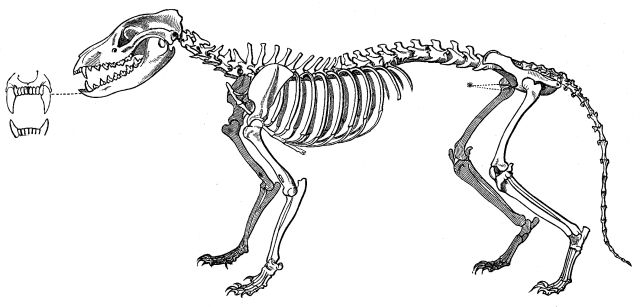 Analysis of the skeleton suggests that, when hunting, the thylacine relied on stamina rather than speed in the chase.
