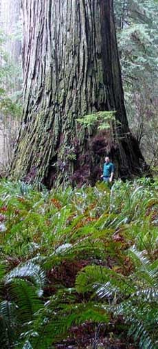 Del Norte Titan is the 4th largest coast redwood known, which Michael Taylor discovered with Dr. Steven Sillett, in Jedediah Smith Redwoods State Park.