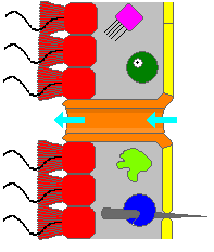 Main cell types of Porifera