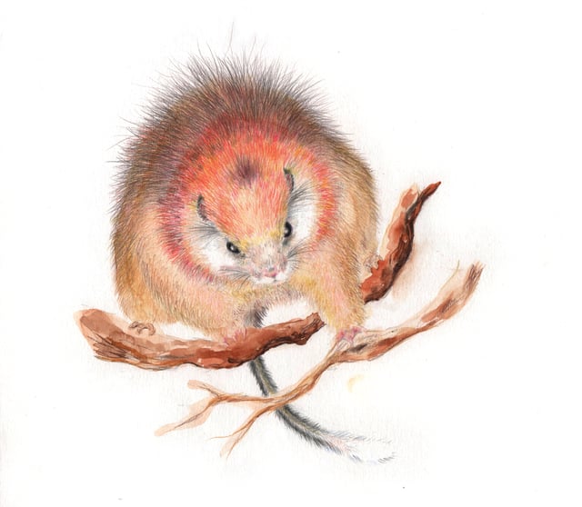 Drawing of the critically endangered red crested soft-furred spiny rat