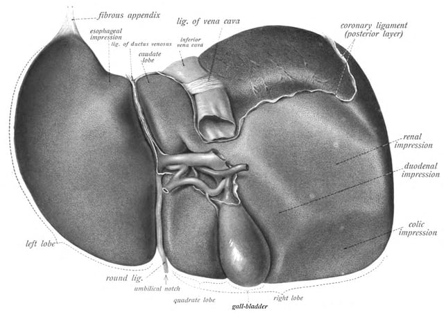 The liver, viewed from below, surface showing four lobes and the impressions