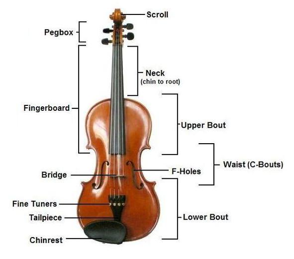 The construction of a violin