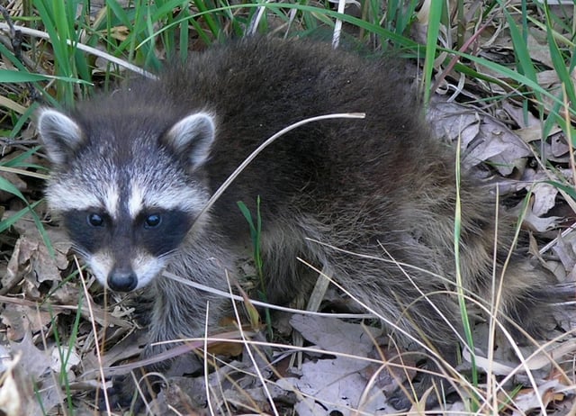 An eastern raccoon (P. l. lotor) kit