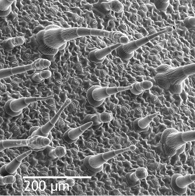 SEM image of the leaf epidermis of Nicotiana alata , showing trichomes (hair-like appendages) and stomata (eye-shaped slits, visible at full resolution).
