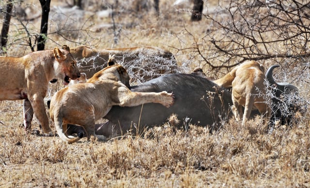 Four lionesses catching a cape buffalo in the Serengeti