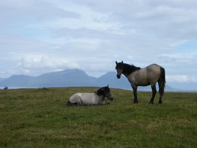 Ponies on Muck