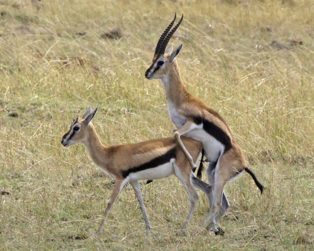 Male gazelle mounting a female