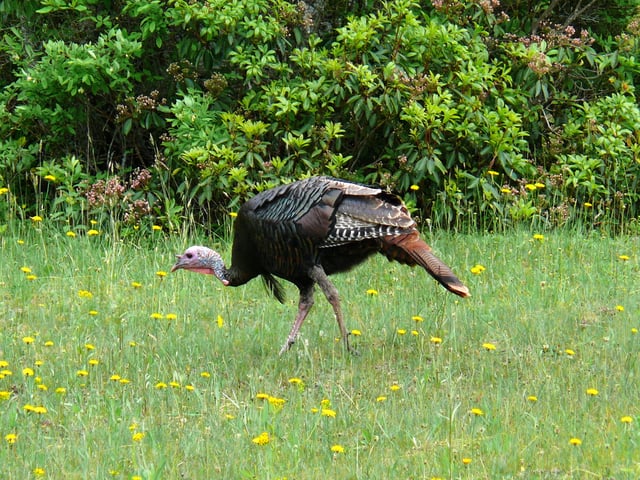 Male eastern wild turkey