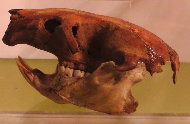 Skull of Canariomys bravoi (Tenerife giant rat). It was an endemic species that is now extinct.