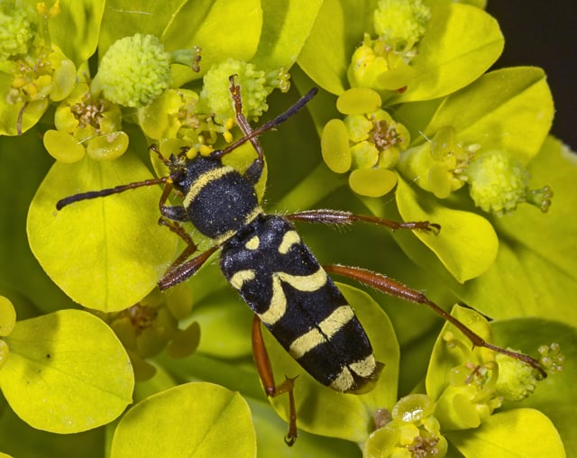 Clytus arietis (Cerambycidae), a Batesian mimic of wasps
