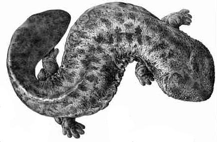 Japanese giant salamander (Andrias japonicus), a primitive salamander
