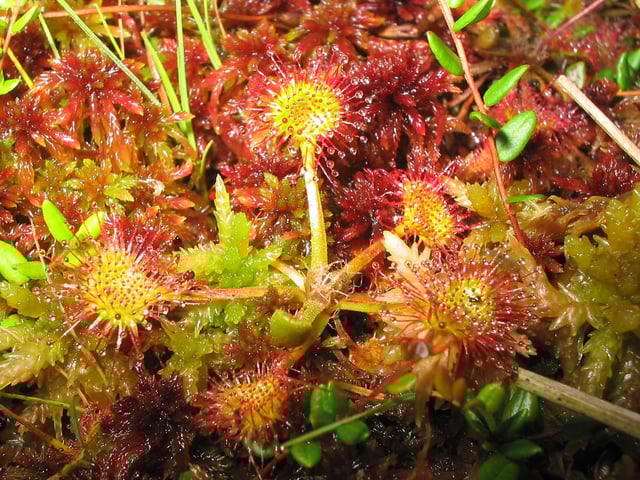 Drosera rotundifolia, Shropshire's county flower