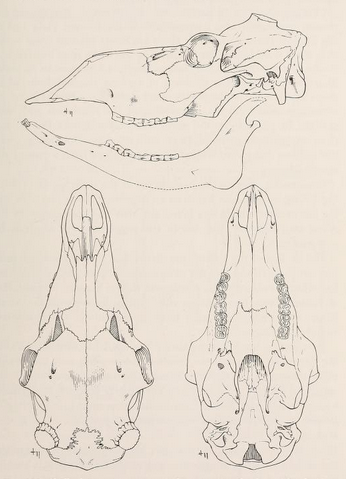 Skull