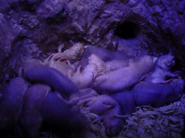A nest of naked mole rats