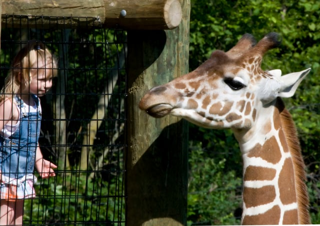 A reticulated giraffe in the Fort Wayne Children's Zoo's African Journey exhibit.