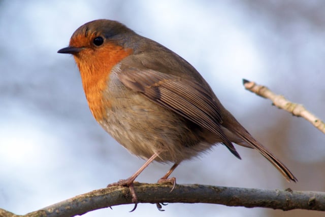 The robin is popularly known as "Britain's favourite bird".