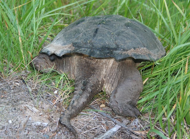 Tail of a snapping turtle