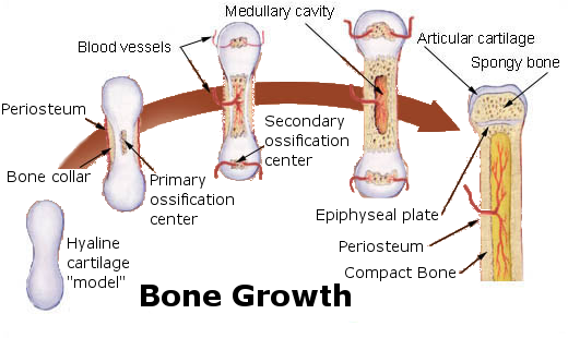 Endochondral ossification