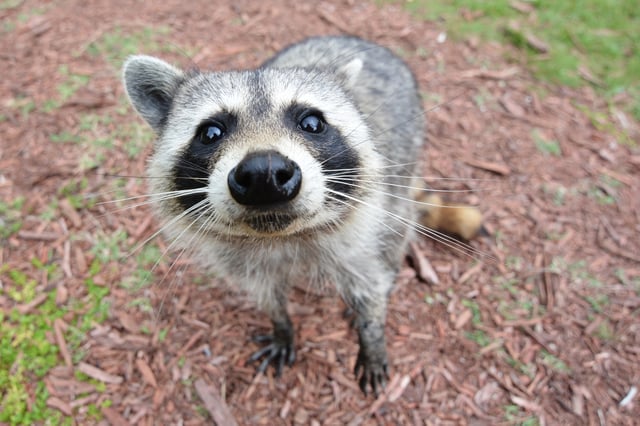 A Florida raccoon (P. l. elucus) in the Florida Everglades approaches a group of humans, hoping to be fed.