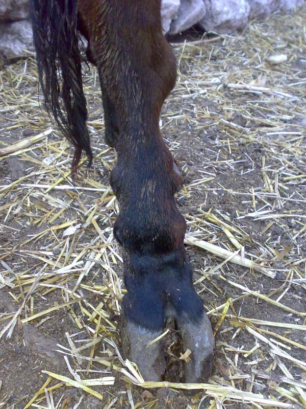 Skeletal fluorosis in a cow's leg, due to industrial contamination