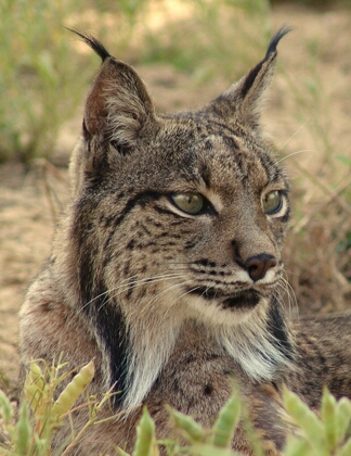 The Iberian lynx (Lynx pardinus), an endangered species.