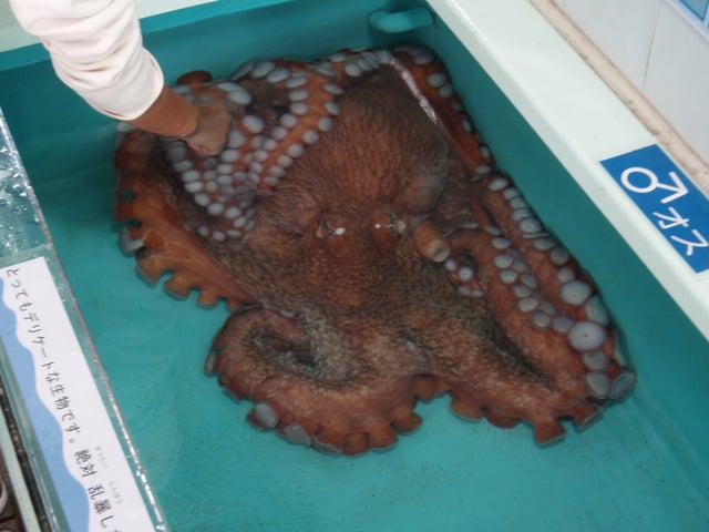 A Giant Pacific octopus at Echizen Matsushima Aquarium, Japan.