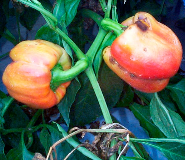 Peppers infected by mild mottle virus